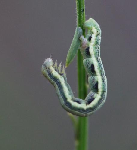 Isturgia sp.